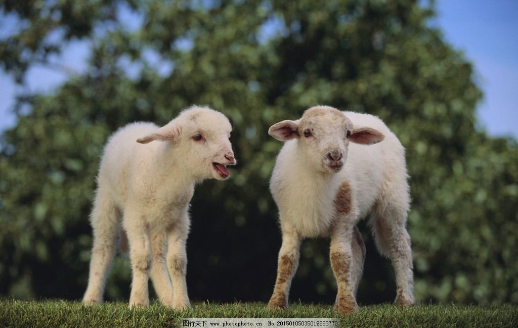 如何使羔羊早斷奶，更有利于后期育肥